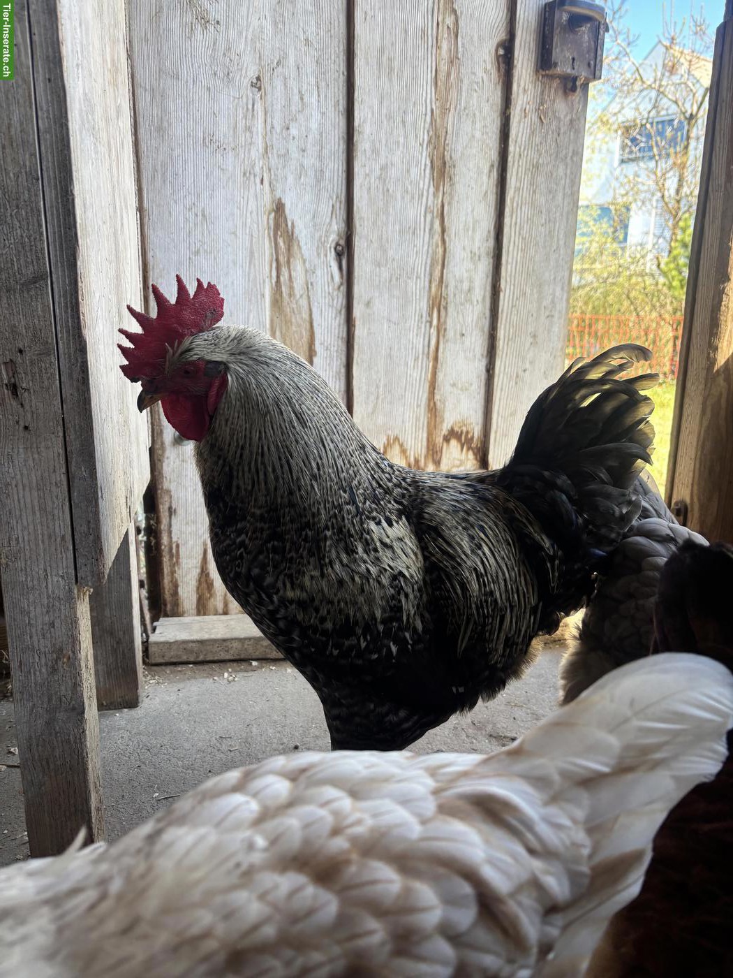 Bild 2: Freundlicher junger Hahn abzugeben