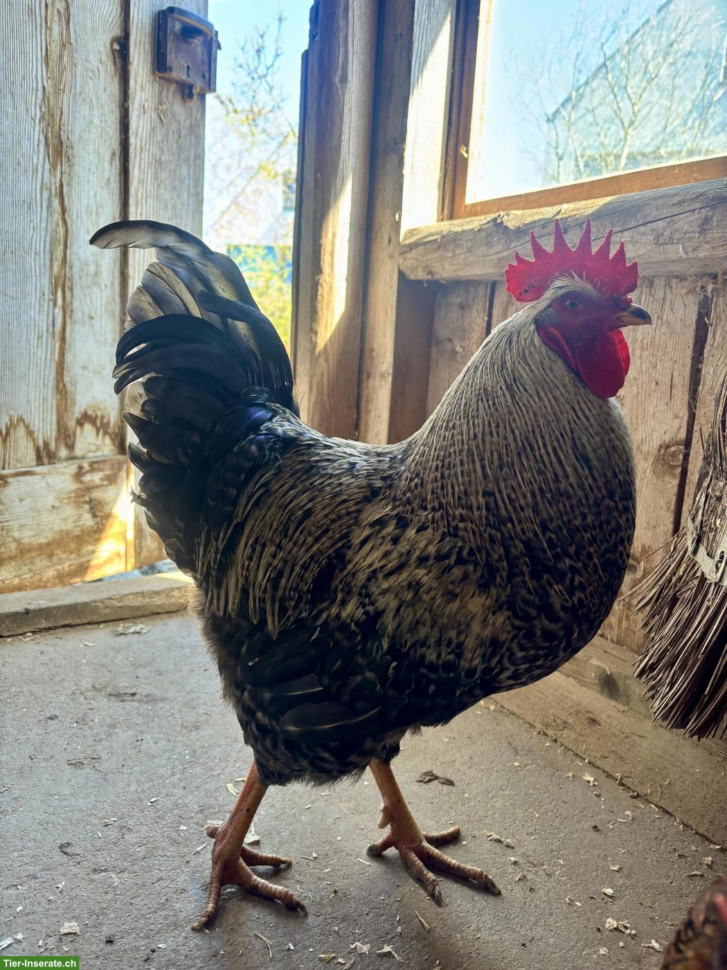 Bild 3: Freundlicher junger Hahn abzugeben