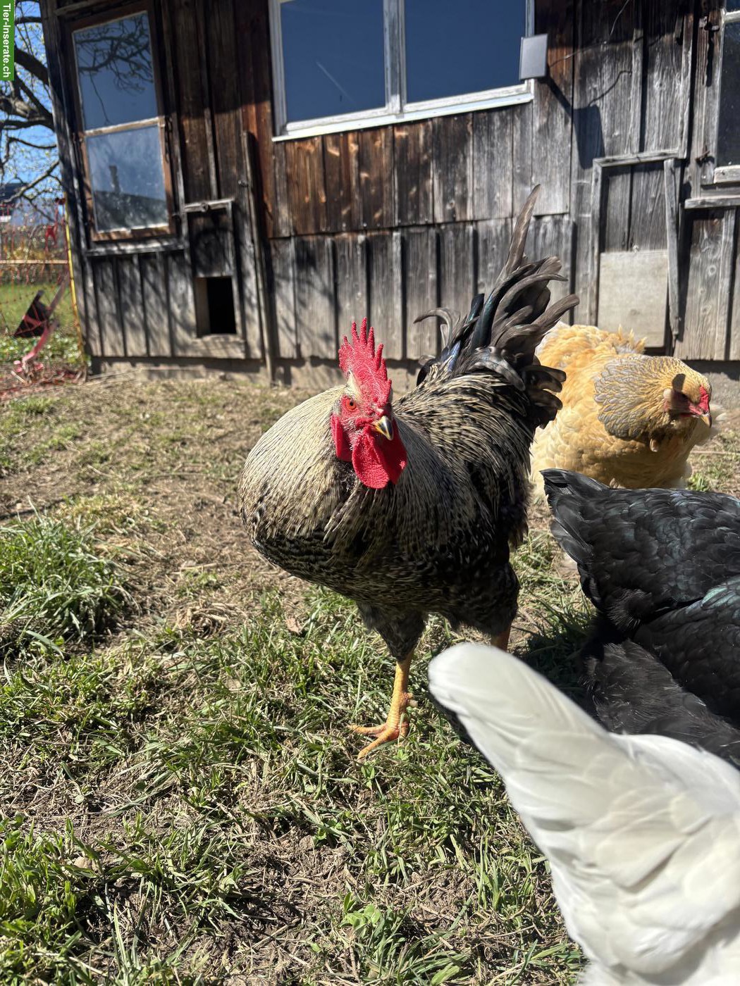 Bild 4: Freundlicher junger Hahn abzugeben