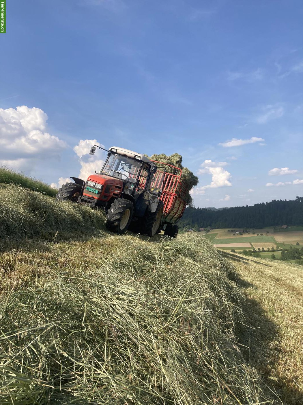 Heu in Kleinballen zu verkaufen