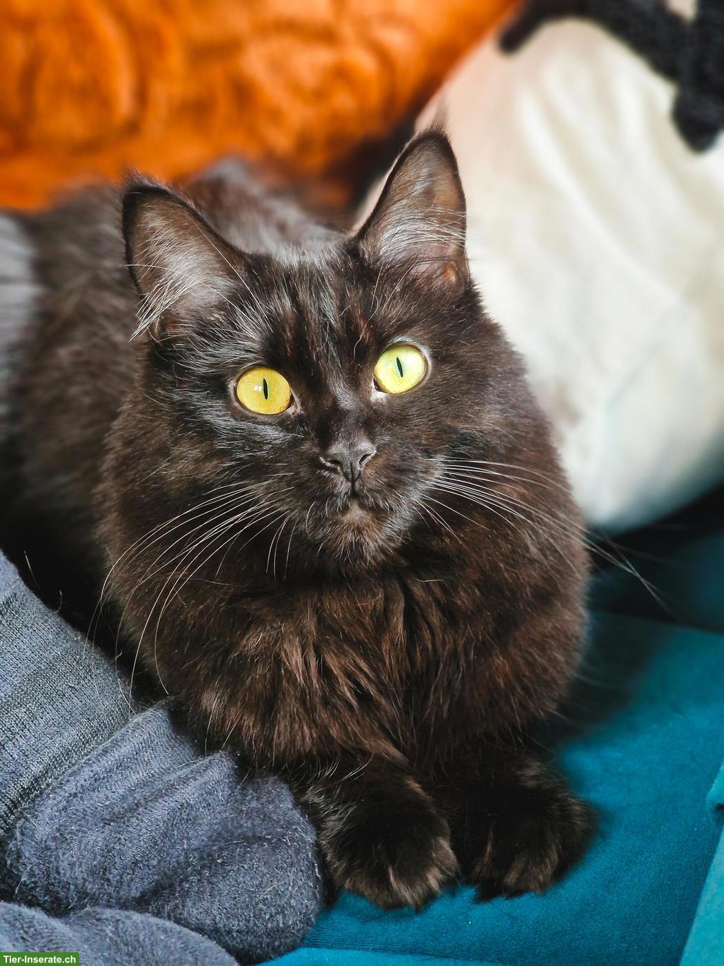 Maine Coon / Heilige Birma Mix Katze