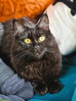 Maine Coon / Heilige Birma Mix Katze