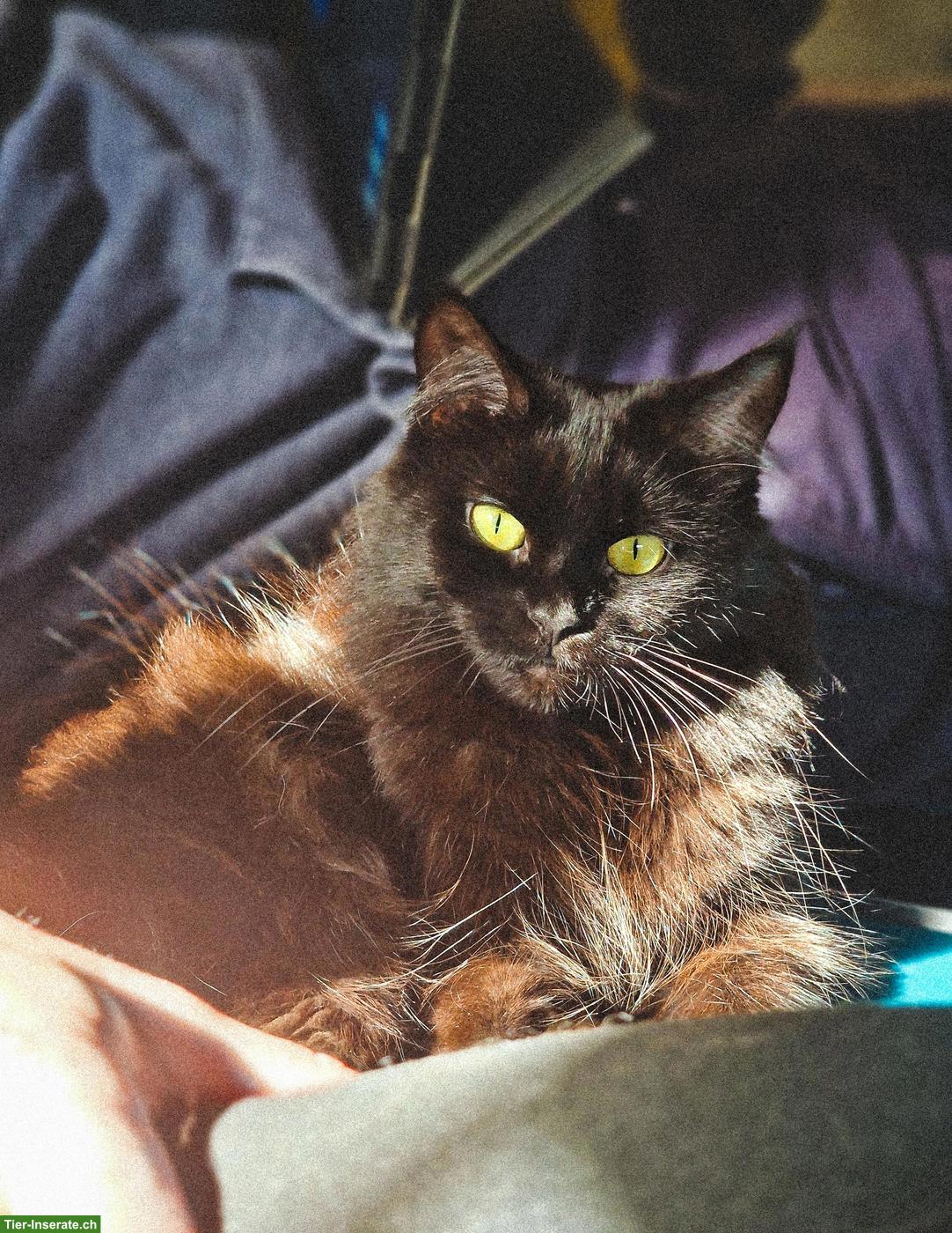 Bild 2: Maine Coon / Heilige Birma Mix Katze