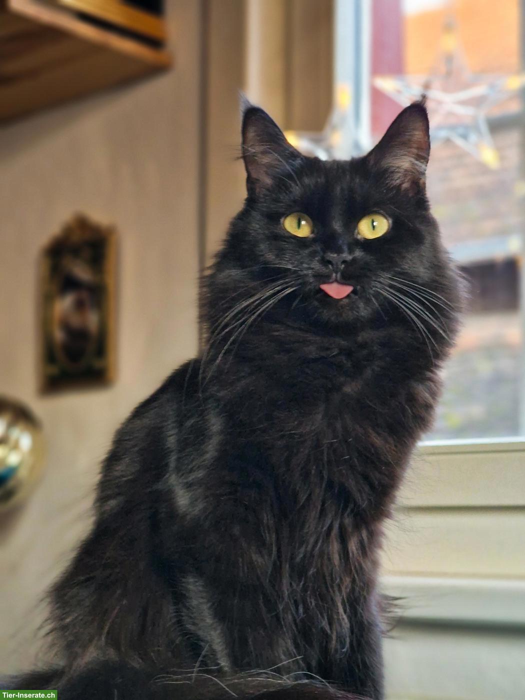 Bild 3: Maine Coon / Heilige Birma Mix Katze