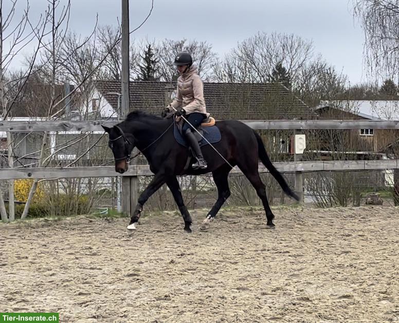 Biete Reitbeteiligung 2-3 x / Woche in St. Pelagiberg