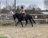 Biete Reitbeteiligung 2-3 x / Woche in St. Pelagiberg