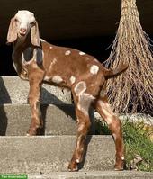 Reinrassige Anglo Nubian Ziegen Lämmer mit Papieren