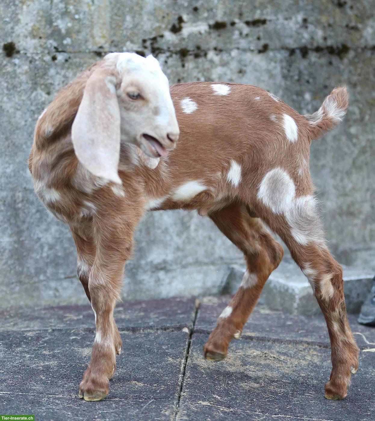 Bild 2: Reinrassige Anglo Nubian Ziegen Lämmer mit Papieren