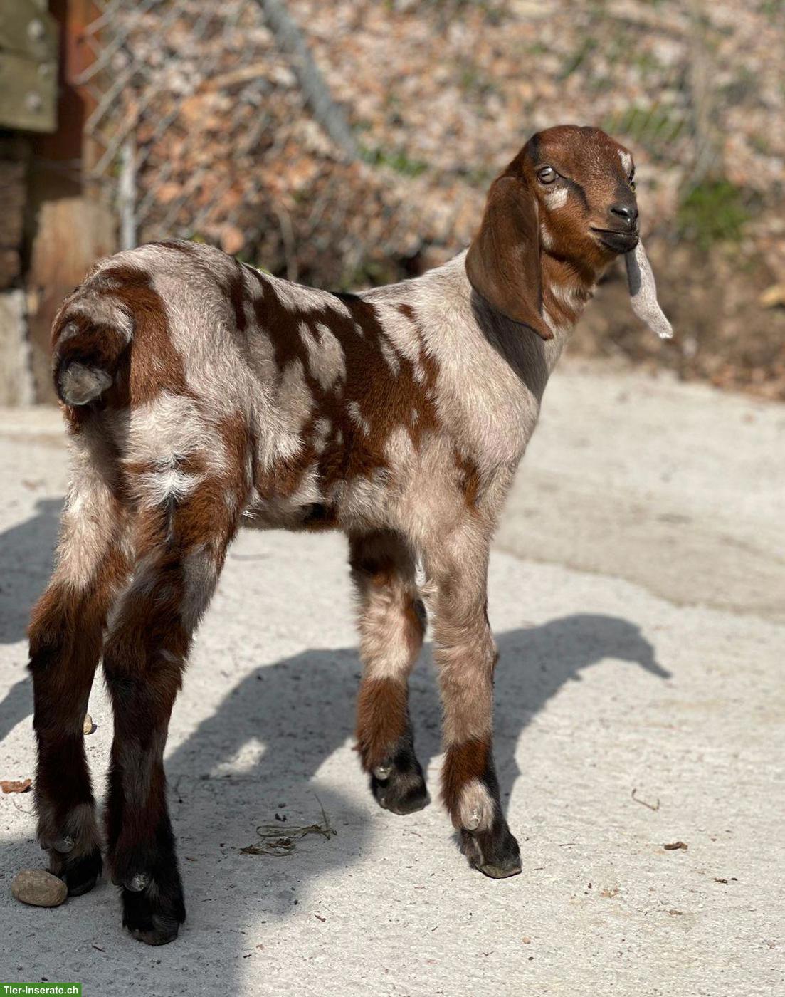 Bild 3: Reinrassige Anglo Nubian Ziegen Lämmer mit Papieren