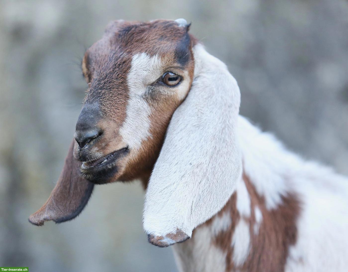 Bild 4: Reinrassige Anglo Nubian Ziegen Lämmer mit Papieren