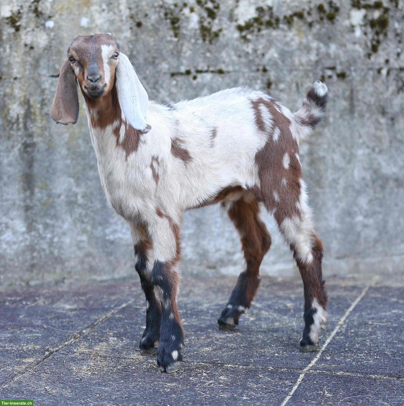 Bild 5: Reinrassige Anglo Nubian Ziegen Lämmer mit Papieren