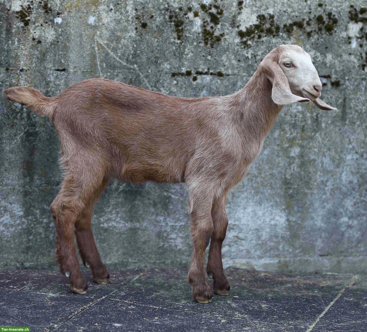 Bild 6: Reinrassige Anglo Nubian Ziegen Lämmer mit Papieren