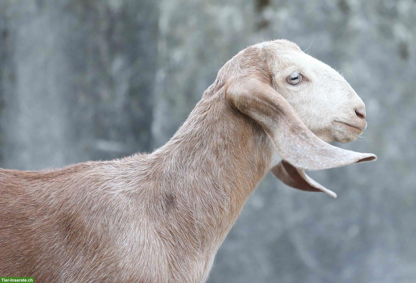 Bild 7: Reinrassige Anglo Nubian Ziegen Lämmer mit Papieren