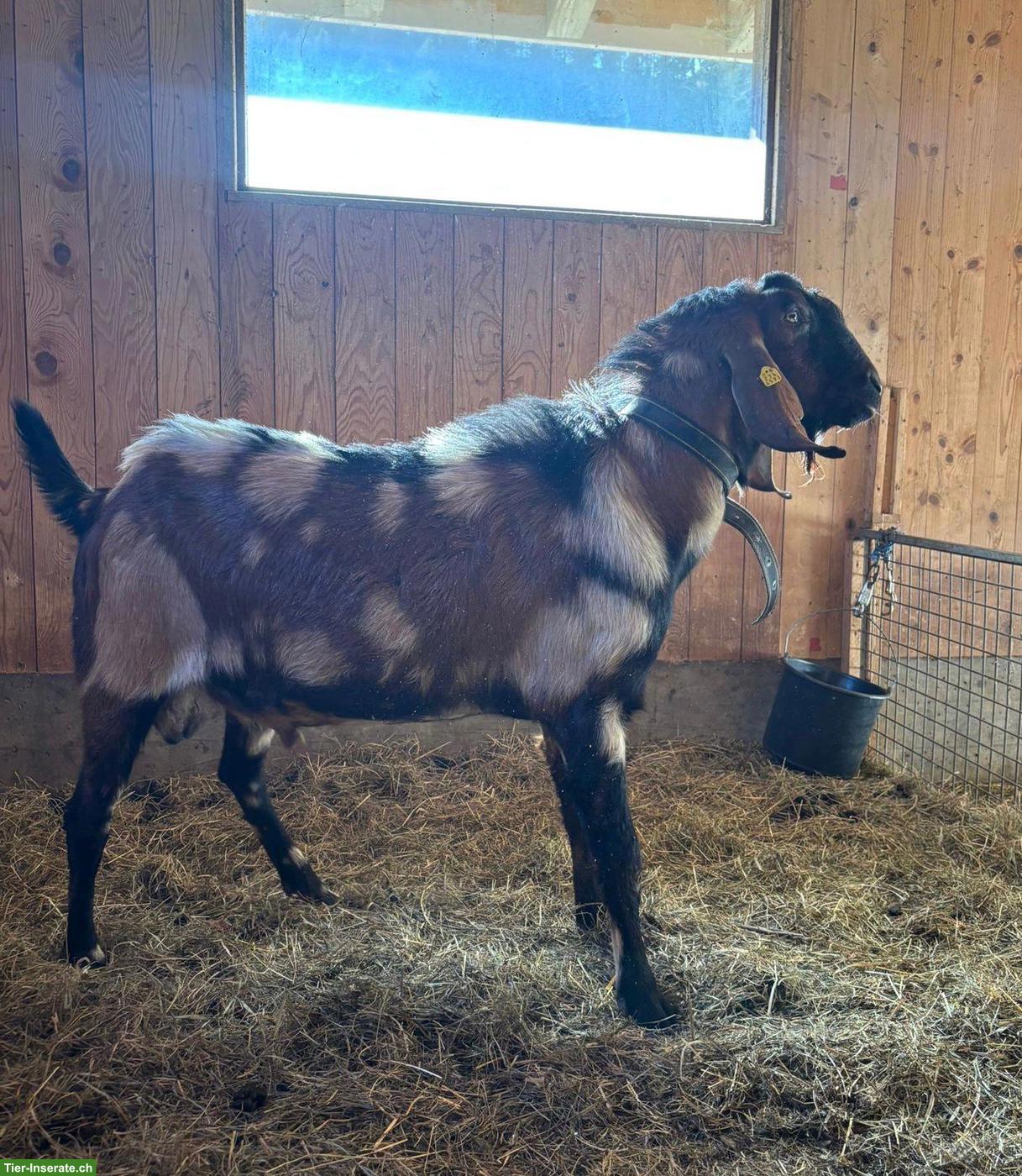 Bild 8: Reinrassige Anglo Nubian Ziegen Lämmer mit Papieren