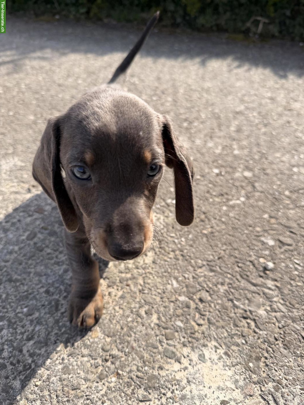 Bild 2: Kurzhaar Dackel Welpe, männlich