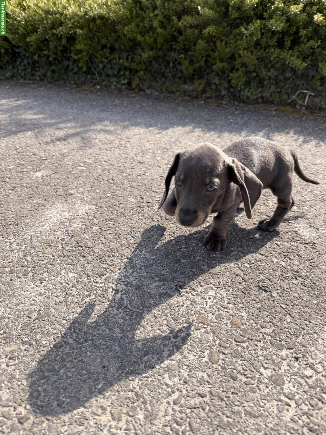 Bild 3: Kurzhaar Dackel Welpe, männlich