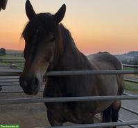 Suche Reitbeteiligung für lieben Noriker Wallach, Rothenburg LU