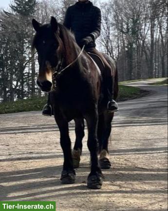 Bild 2: Suche Reitbeteiligung für lieben Noriker Wallach, Rothenburg LU