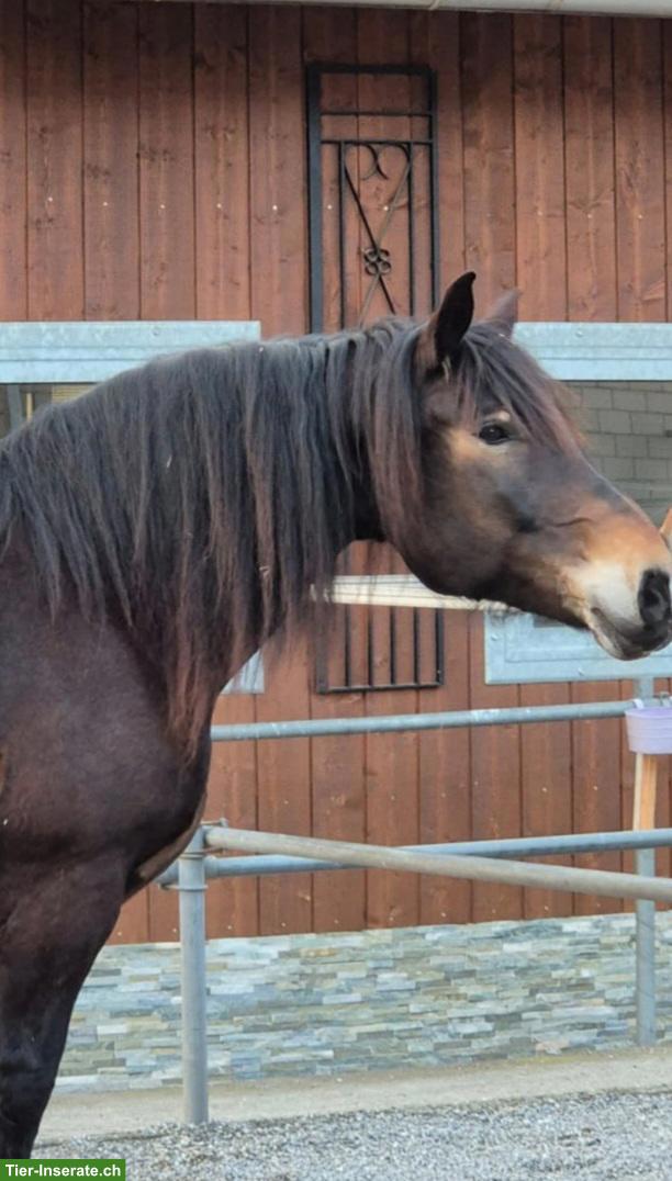 Bild 3: Suche Reitbeteiligung für lieben Noriker Wallach, Rothenburg LU