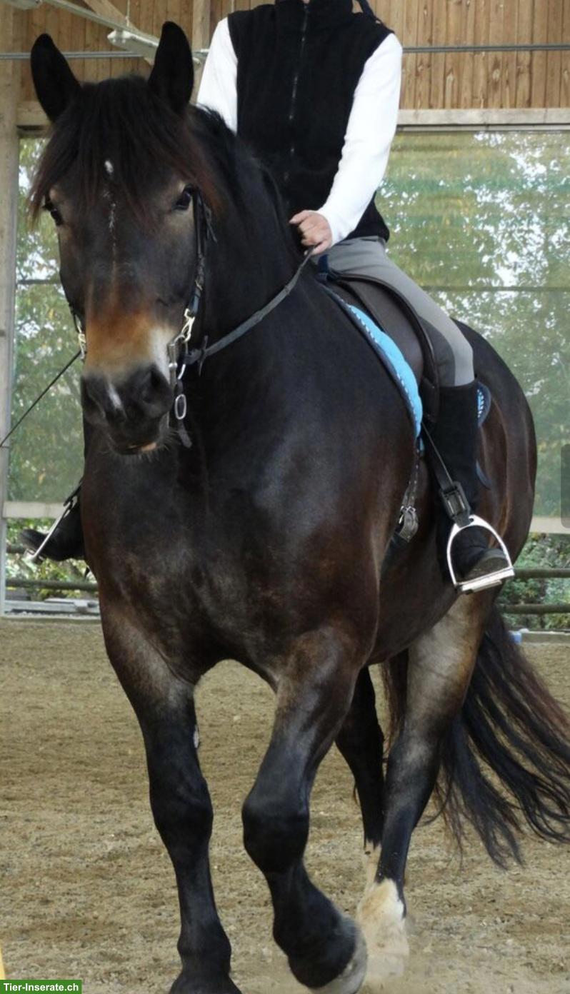 Bild 4: Suche Reitbeteiligung für lieben Noriker Wallach, Rothenburg LU