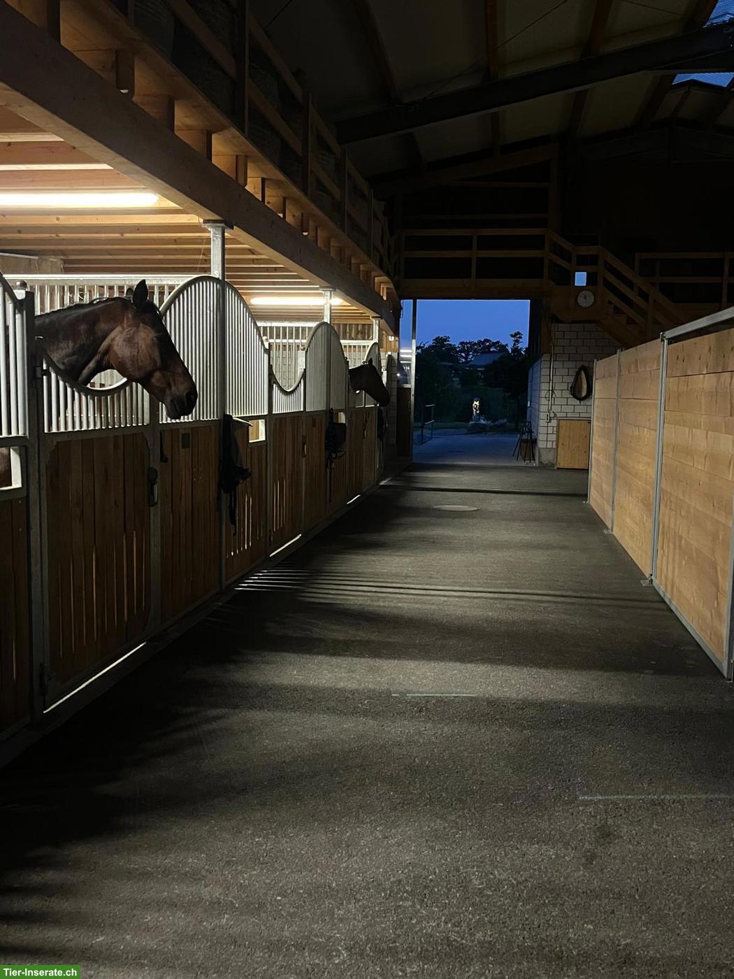 Bild 5: Suche Reitbeteiligung für lieben Noriker Wallach, Rothenburg LU