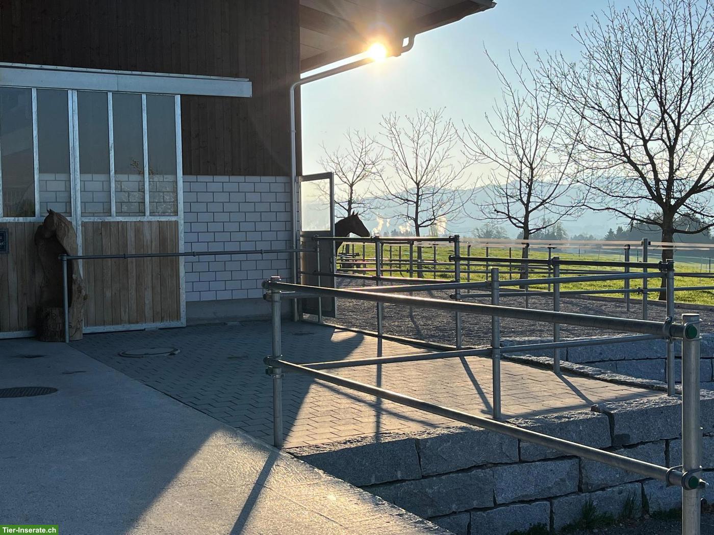 Bild 6: Suche Reitbeteiligung für lieben Noriker Wallach, Rothenburg LU