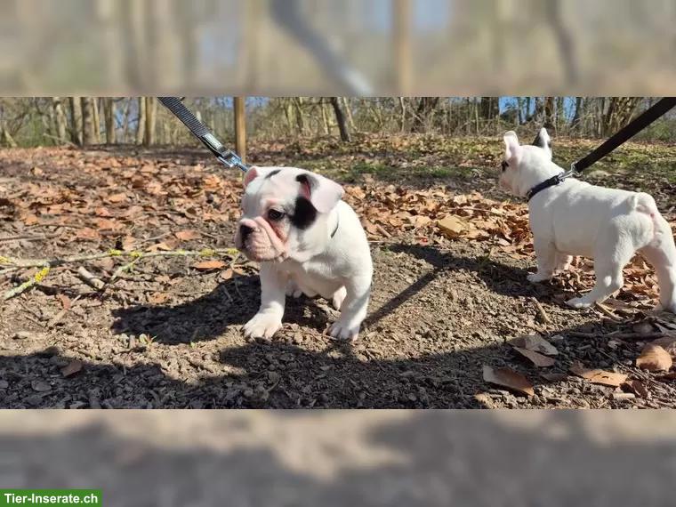 Französische Bulldogge Welpe, Rüde