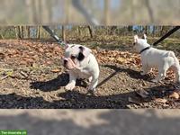 Französische Bulldogge Welpe, Rüde
