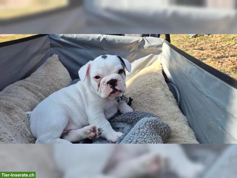 Bild 2: Französische Bulldogge Welpe, Rüde