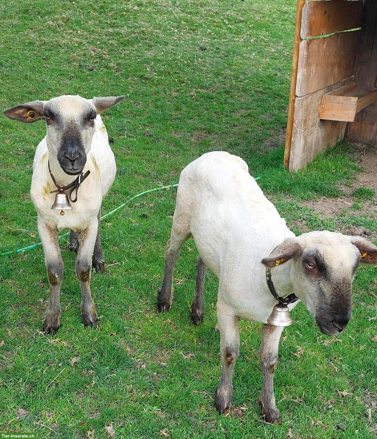 Braunköpfiges Fleischschaf, Auen zu verkaufen