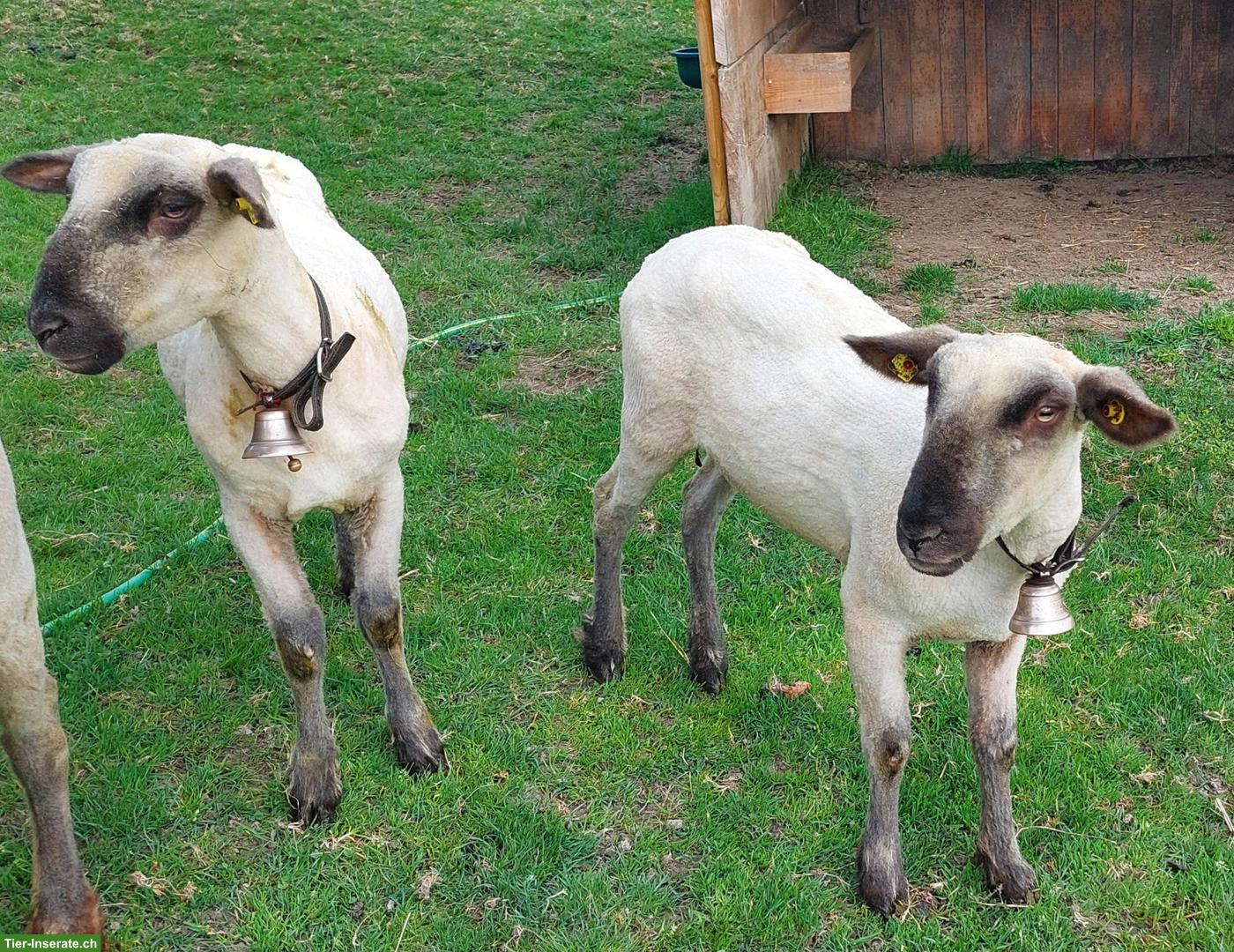 Bild 2: Braunköpfiges Fleischschaf, Auen zu verkaufen