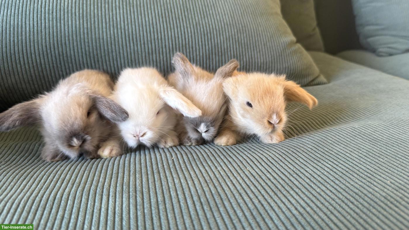 Bild 2: 4 süsse Teddywidder Zwergkaninchen zu verkaufen