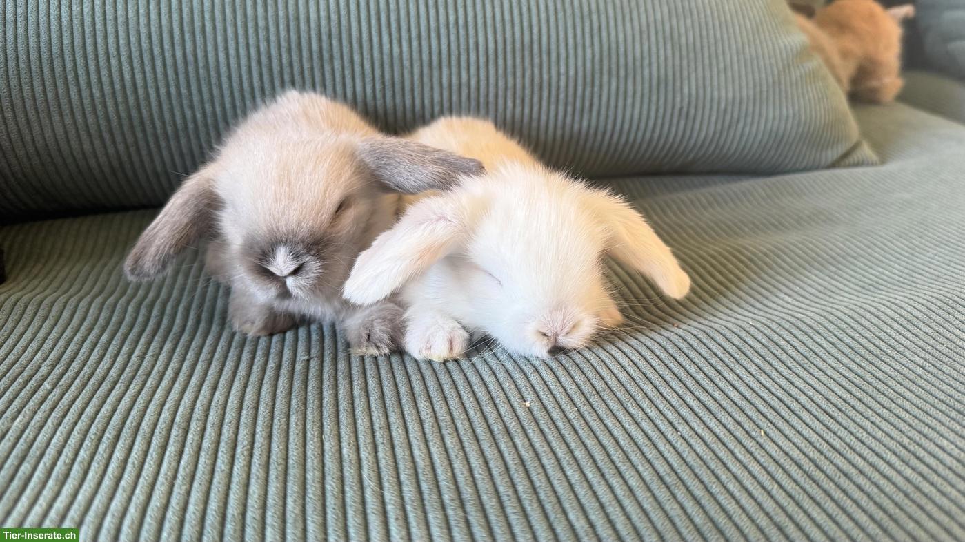 Bild 3: 4 süsse Teddywidder Zwergkaninchen zu verkaufen