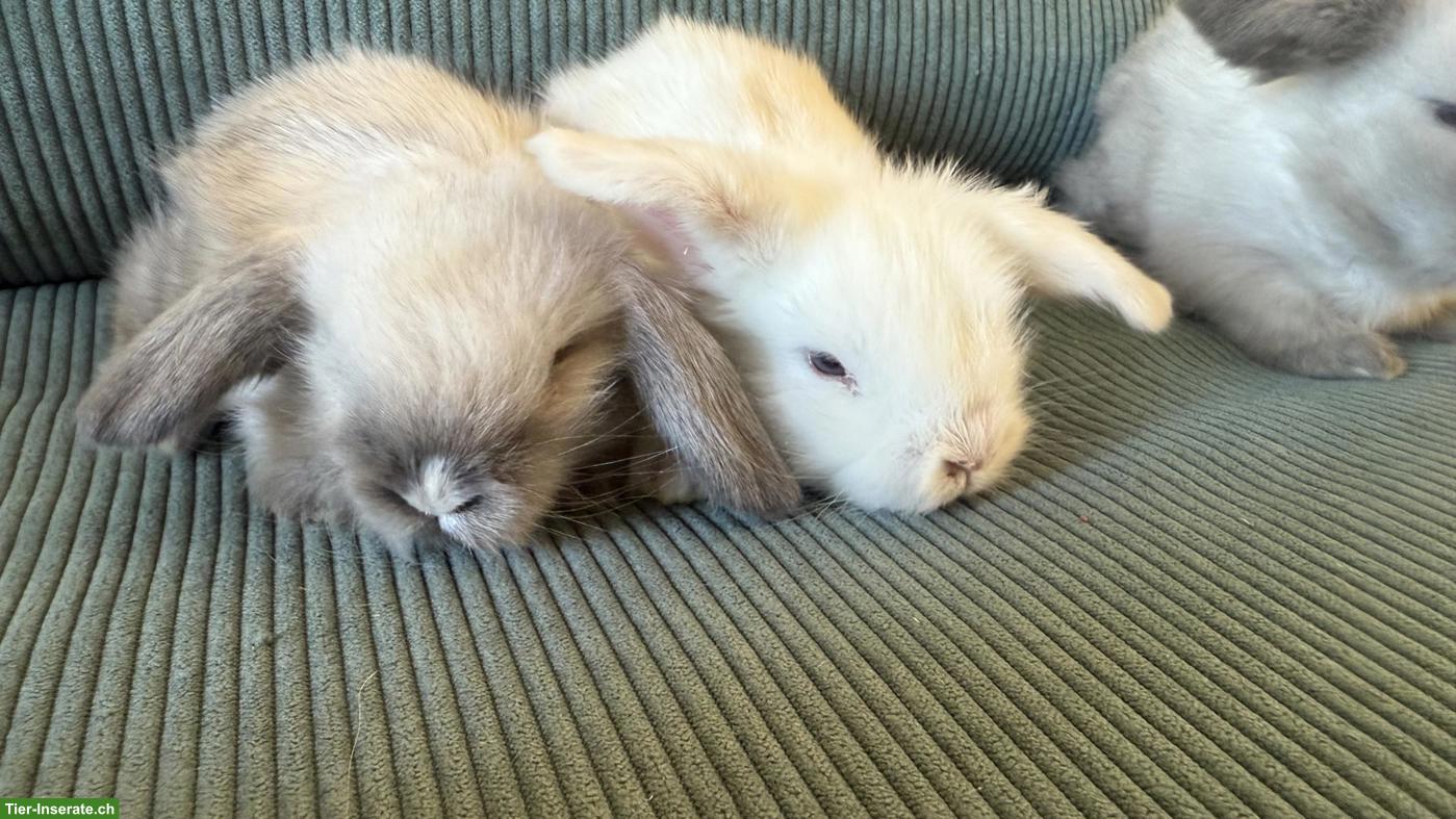 Bild 4: 4 süsse Teddywidder Zwergkaninchen zu verkaufen