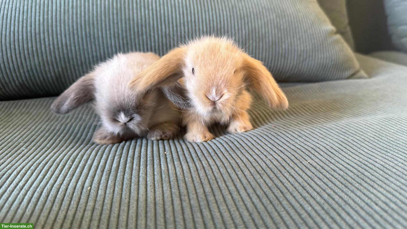 Bild 5: 4 süsse Teddywidder Zwergkaninchen zu verkaufen