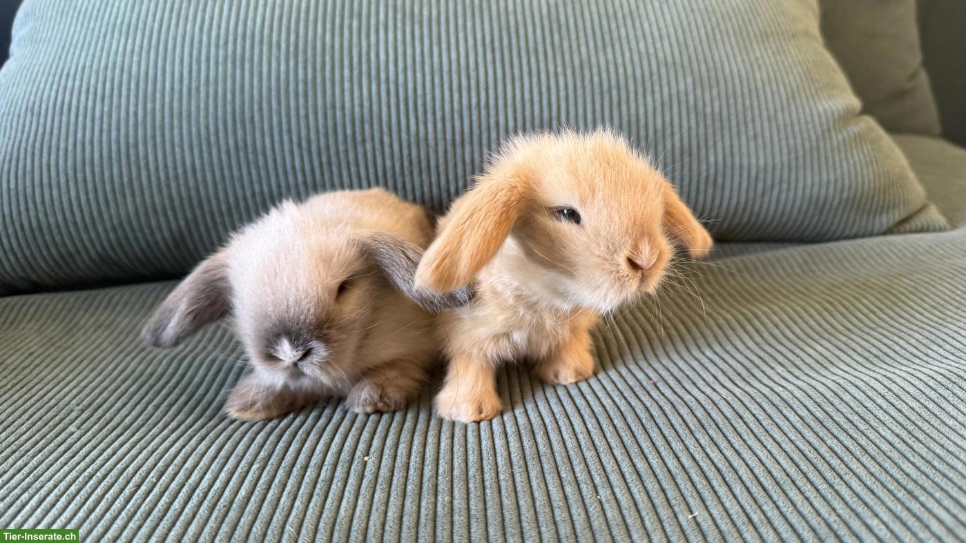 Bild 6: 4 süsse Teddywidder Zwergkaninchen zu verkaufen