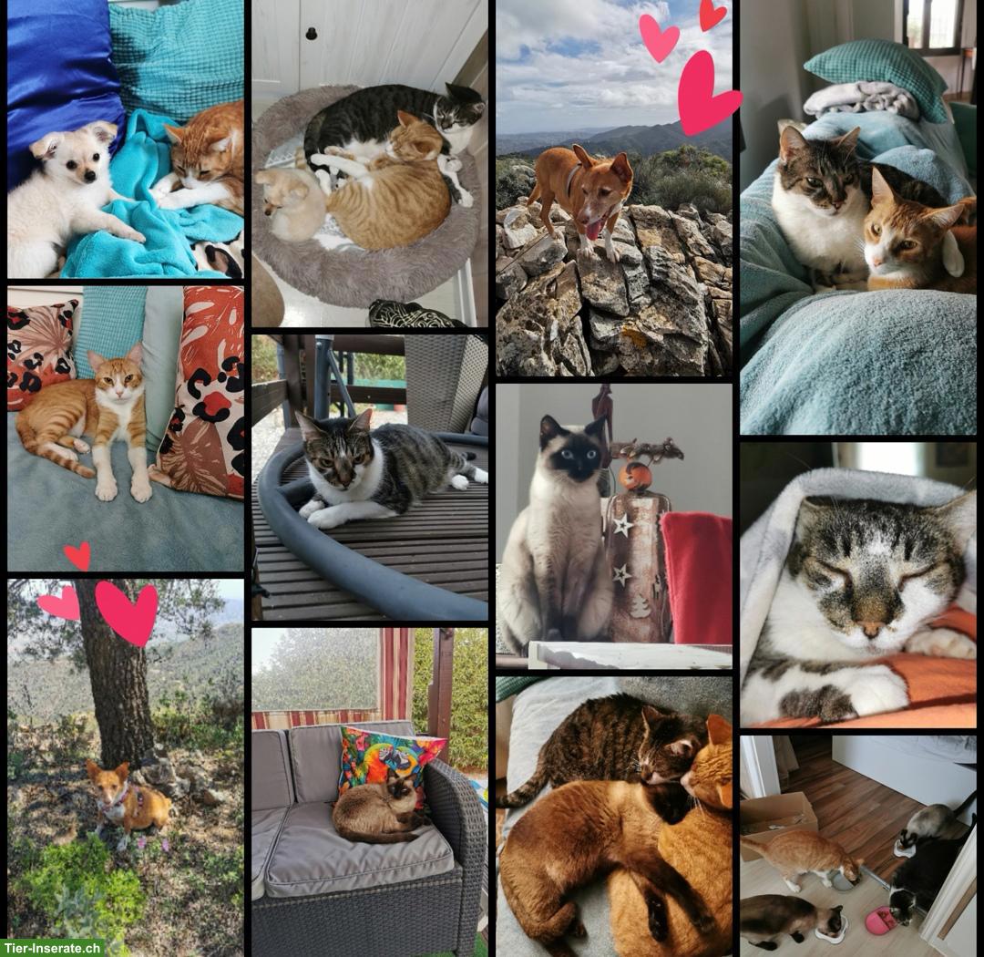 Bild 2: Suche Wohnung oder Haus im SG, Thurgau, Appenzell