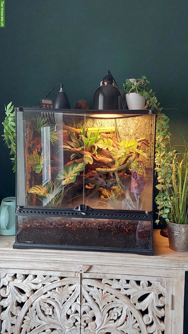 Komplettes Terrarium 60x60x45cm mit Technikzubehör + Tiere