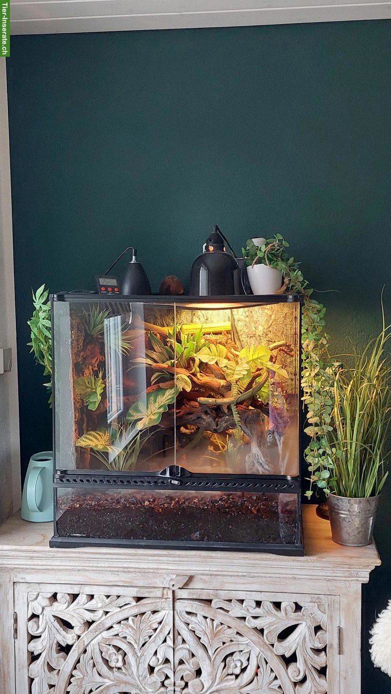 Bild 2: Komplettes Terrarium 60x60x45cm mit Technikzubehör + Tiere