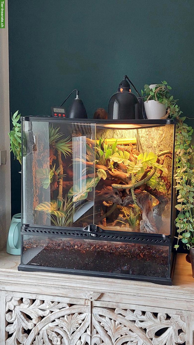 Bild 3: Komplettes Terrarium 60x60x45cm mit Technikzubehör + Tiere