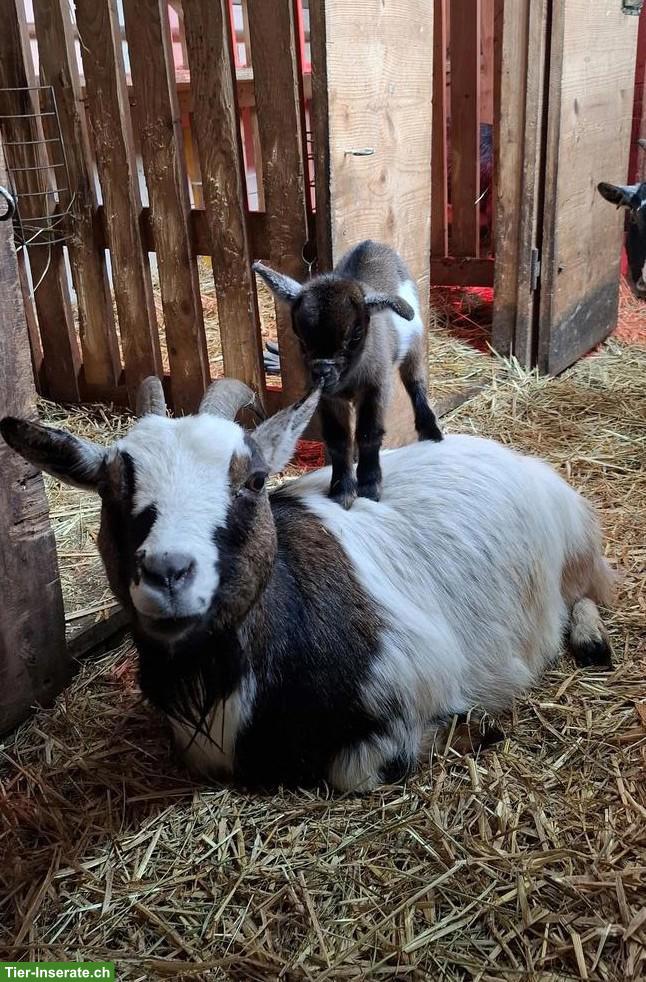 Junge Zwergziegen suchen ab Mitte Mai neues Zuhause