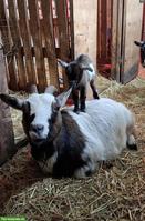 Junge Zwergziegen suchen ab Mitte Mai neues Zuhause