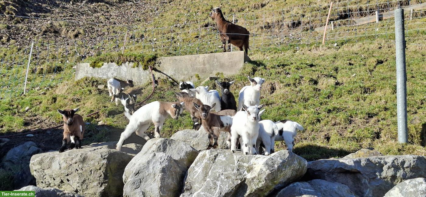 Bild 2: Junge Zwergziegen suchen ab Mitte Mai neues Zuhause