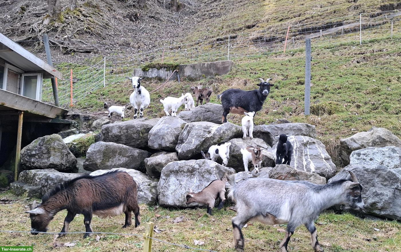 Bild 3: Junge Zwergziegen suchen ab Mitte Mai neues Zuhause