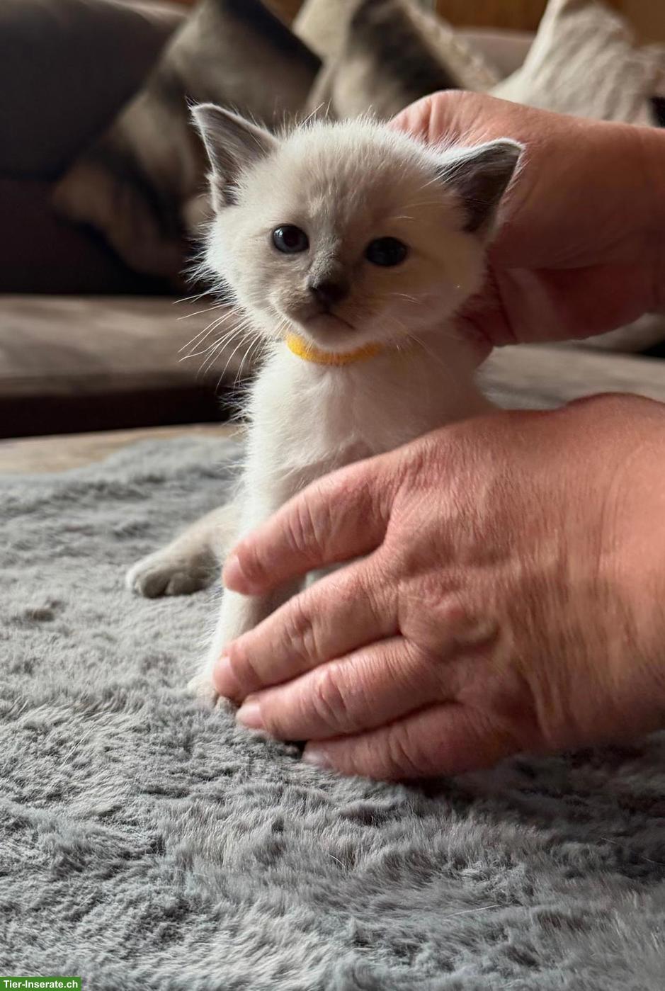 Siam Kitten Lilac Point und Seal Point