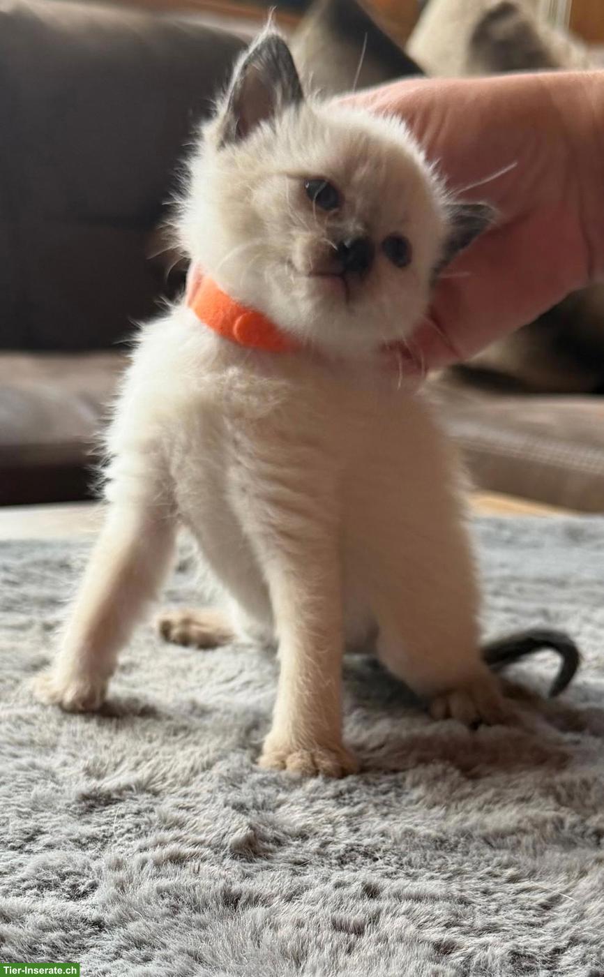 Bild 2: Siam Kitten Lilac Point und Seal Point