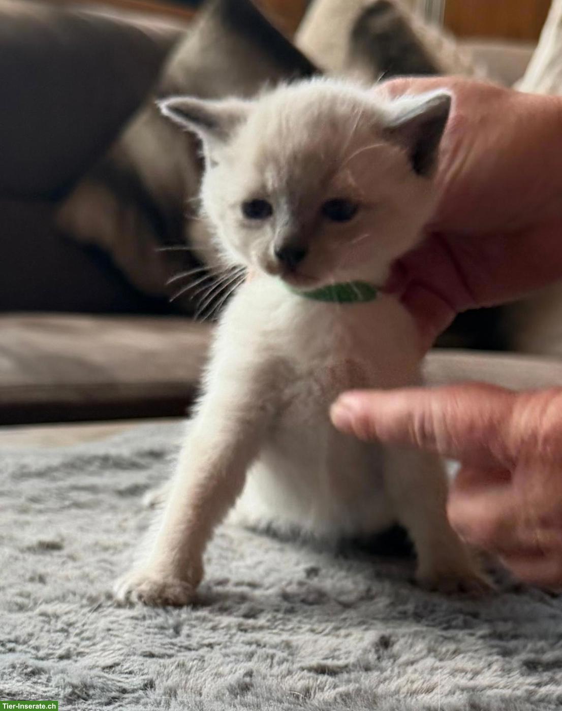 Bild 3: Siam Kitten Lilac Point und Seal Point