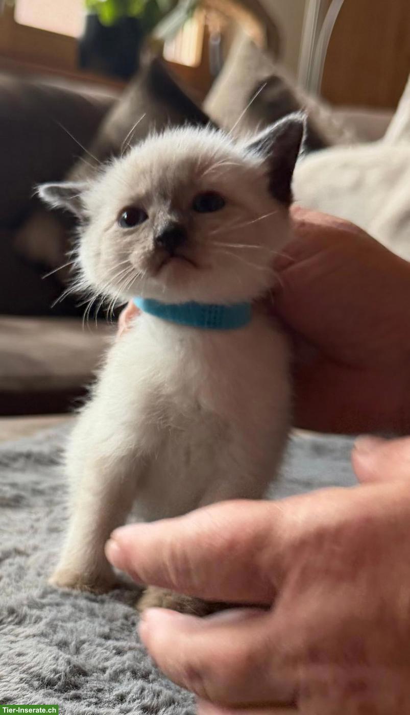 Bild 4: Siam Kitten Lilac Point und Seal Point