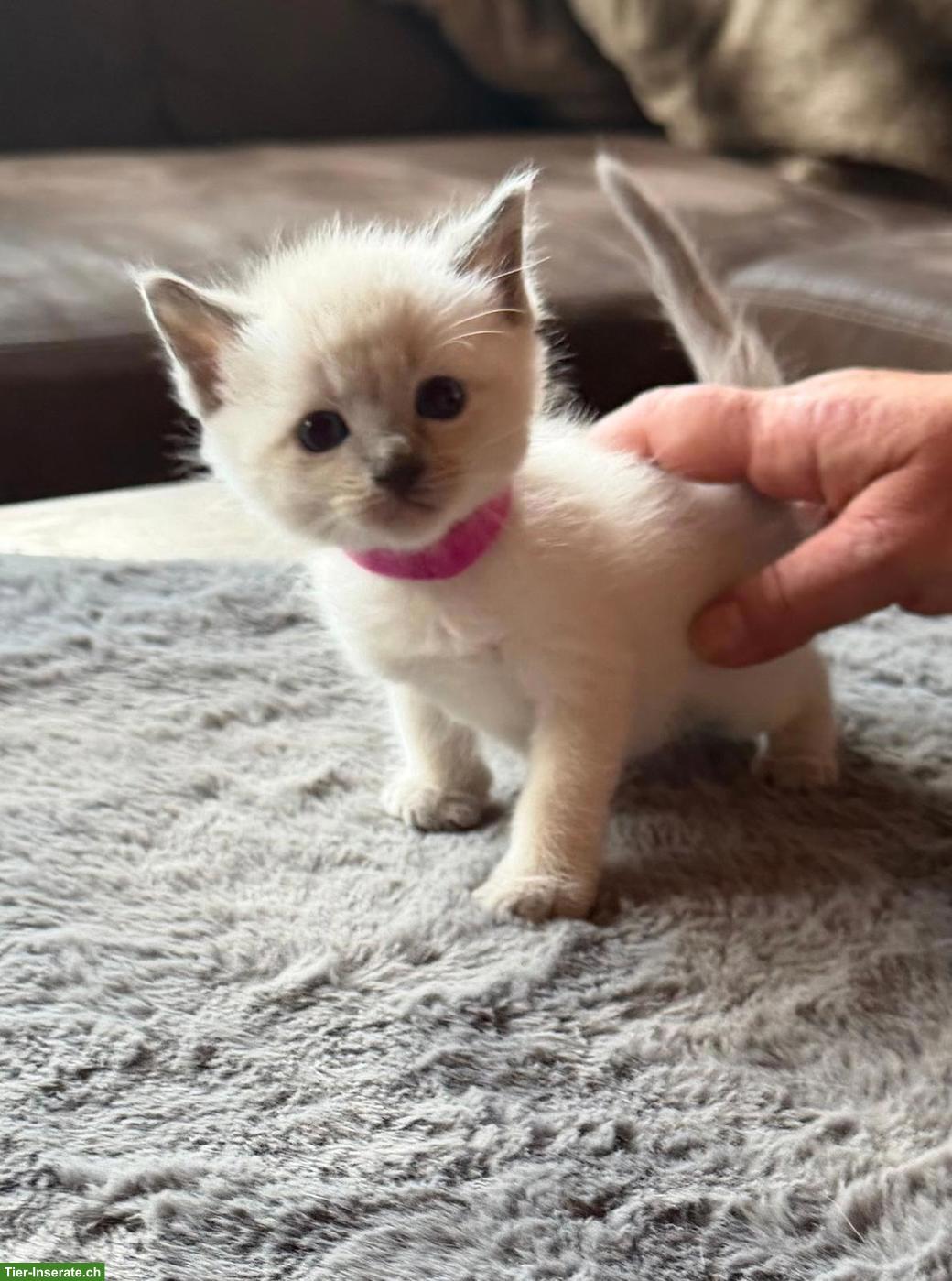 Bild 5: Siam Kitten Lilac Point und Seal Point