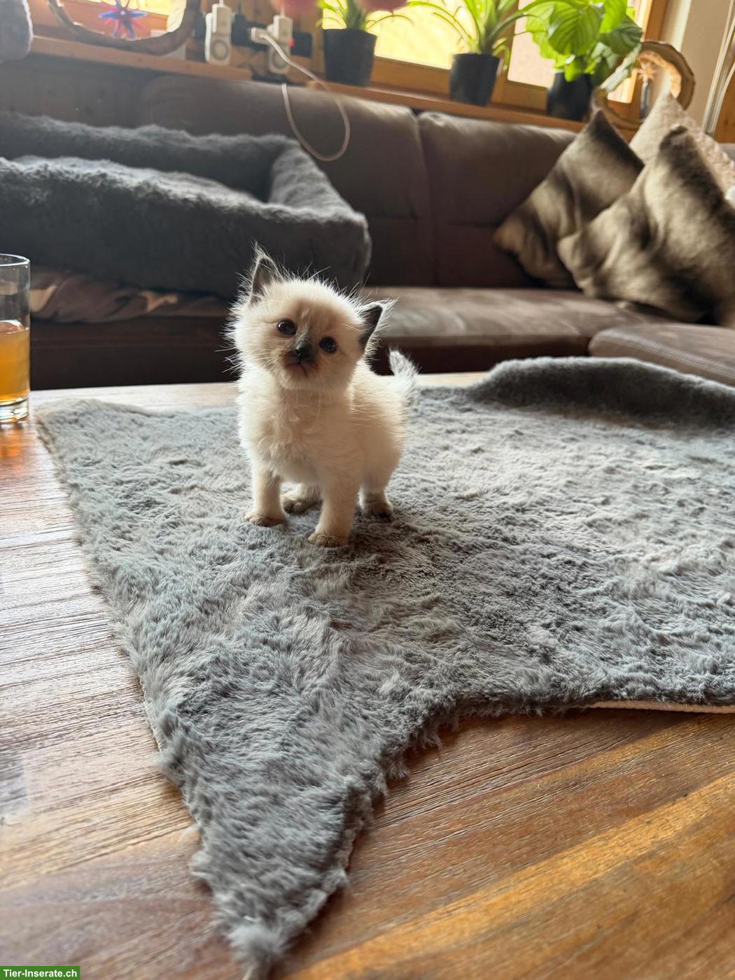 Bild 6: Siam Kitten Lilac Point und Seal Point